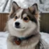 Pomsky Puppies for Sale in Washington