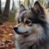 Pomsky Puppies for Sale in Washington State