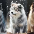 Pomsky Puppies for Sale in Washington DC