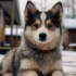 Pomsky Puppies for Sale in Wichita, KS