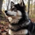 The Ultimate Guide to Understanding Pomsky Size and Appearance