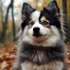 Pomsky Puppies for Sale in WV