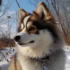 Pomsky Puppies for Sale in WV: Where to Find Your Perfect Companion