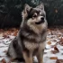 Pomsky Puppies for Sale in Miami, FL