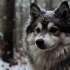 Pomsky Puppies for Sale in Pensacola FL – Find Your Furry Friend Here!