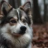 Pomsky Puppies for Sale in Tulsa Oklahoma