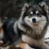 Pomsky Puppies for Sale in Vancouver