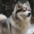 Cheap Pomsky Puppies for Sale Near Me: How to Find Them
