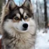 Pomsky Puppies for Sale in Cincinnati Ohio