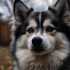 Pomsky Kopen: Where to Find the Best Pomskies for Sale