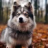 Pomsky Puppies for Sale in Ocala, FL