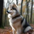 Pomsky Puppies for Sale in Atlanta, GA