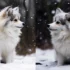 Pomsky Puppies for Sale in Kansas