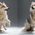 Adorable Pomsky Puppies for Sale in Las Vegas NV