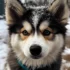 Discover the Best Pomsky Puppies in MN