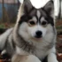 Pomsky Puppies NJ: Where to Find the Perfect Pomsky Companion