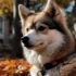 Find Your Perfect Pomsky Puppy in Kentucky