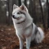 Pomsky Puppies for Sale in Pittsburgh: Find Your Furry Friend Today