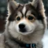 Pomsky Puppies for Sale in Oklahoma