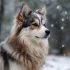Pomsky Puppies Size: What to Expect from Your Adorable Furry Friend