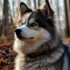 Teacup Pomsky Puppies: The Ultimate Guide to Raising the Smallest Pomskies