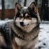 Adorable Pomsky Puppies with Blue Eyes Available Now!