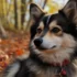 Pomsky vs Husky: What’s the Difference?
