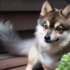 FAQs about Pomsky Full Size