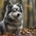 White Pomsky Puppies: Everything You Need to Know