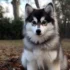 Brown Pomsky Puppies: Everything You Need to Know About this Adorable Breed