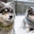 What Do Pomskies Eat: A Comprehensive Guide to Feeding Your Pomsky