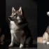 Pomsky Dogs: Understanding The Personality Traits Of This Adorable Mix
