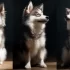 Pomsky Puppies for Sale in Ohio: How to Find Your Perfect Furry Companion