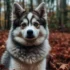 The Dangers of Purchasing from a Pomsky Puppy Mill