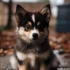 Pomsky Puppy Potty Training: Tips and Tricks for a Well-Trained Pomsky