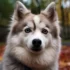 Pomsky Puppy Names for Males: Unique and Adorable Ideas