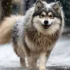 Mini Pomsky Puppy: Everything You Need To Know About This Adorable Breed