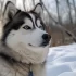 Pomsky Prices in Texas: What to Expect When Buying a Pomsky