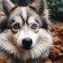 Pomsky Puppy Potty Training: Tips and Tricks for a Well-Trained Pomsky