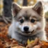 Creating a Pomsky Puppy Schedule for a Happy and Healthy Companion