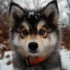From Pomsky Puppy to Adult: What You Need to Know