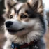 From Pomsky Puppy to Adult: What You Need to Know