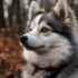 Pomsky Puppy Weight Chart: How Much Should Your Pomsky Weigh?