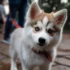 White Pomsky Puppies: What You Need to Know