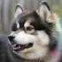 FAQs about F2 Pomsky