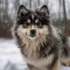 Pomsky Husky Dachshund Mix: Understanding This Adorable Designer Breed