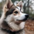 5 Tips for a Successful Pomsky Purchase