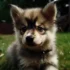 Pomsky Purebred: Understanding the Breeding Standards
