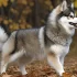 Pomsky: The Real Dog You Need to Know About