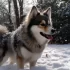 Pomsky Realistic Dog: What You Need to Know Before Getting One
